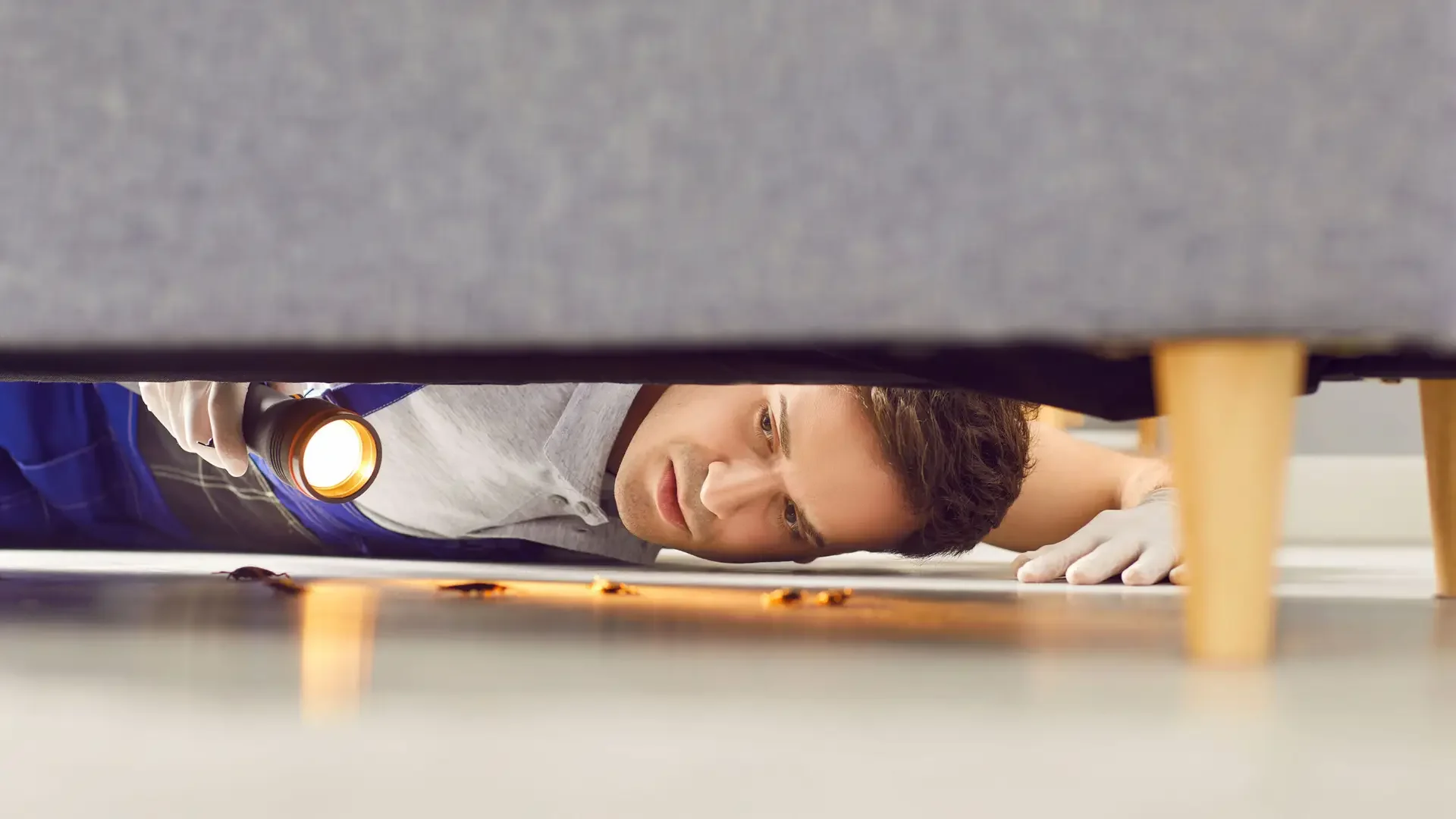 Man worker from the pest control service, checking home with a flashlight, discovering cockroaches, looking under living room sofa. Pest inspection ensures a insect clean environment.